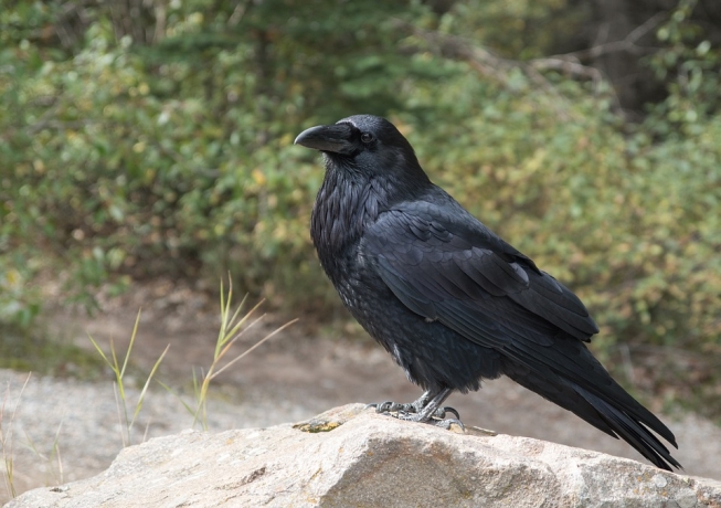 Fossils Show Ravens Lived Alongside Early Humans in Beijing