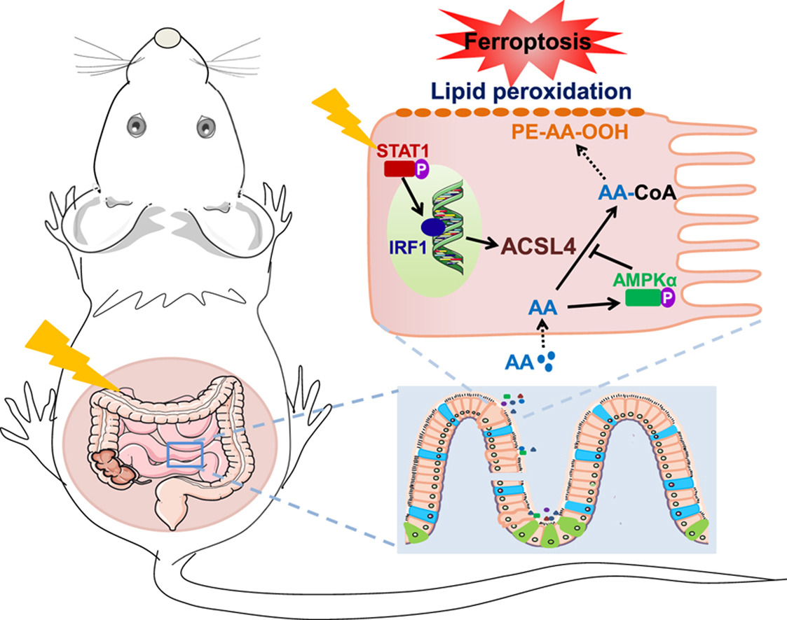 Arachidonic Acid Increases Occurrence of Radiation-induced Intestinal Injury