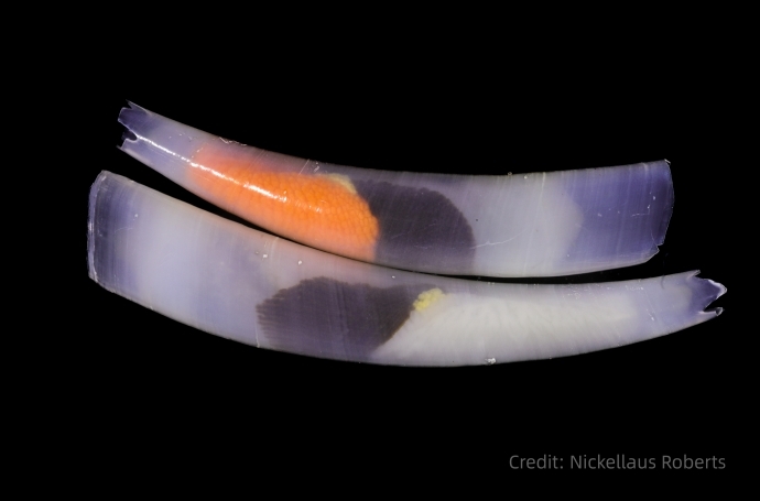 Genomes of Enigmatic Tusk Shells Provide New Insights into Early Molluscan Evolution