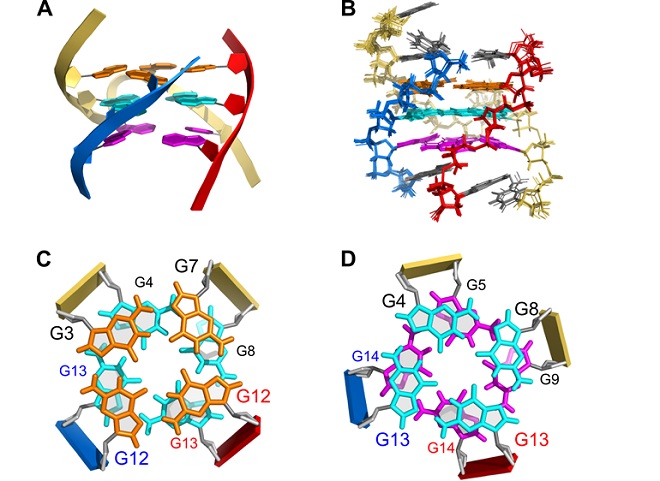 Scientists Discover Reassembly of Parallel Trimolecular G-quadruplex via Novel Hoogsteen Strand Displacement Reaction