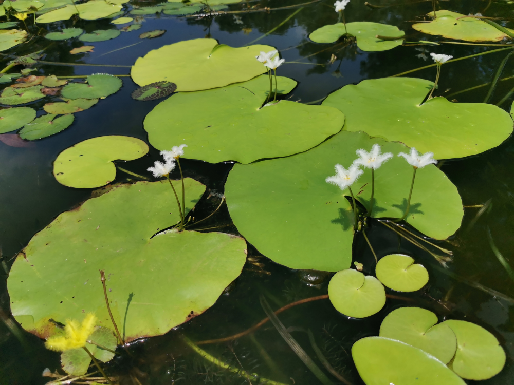 New Study Reveals Genetic Architecture and Evolution of Single Diallelic Locus Supergene in Distylous <EM>Nymphoides indica</EM>