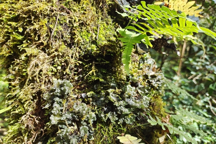 Study Sheds Light on Differentiated Nitrogen Sources of Co-occurring Epiphytes in Chinese Subtropical Forests