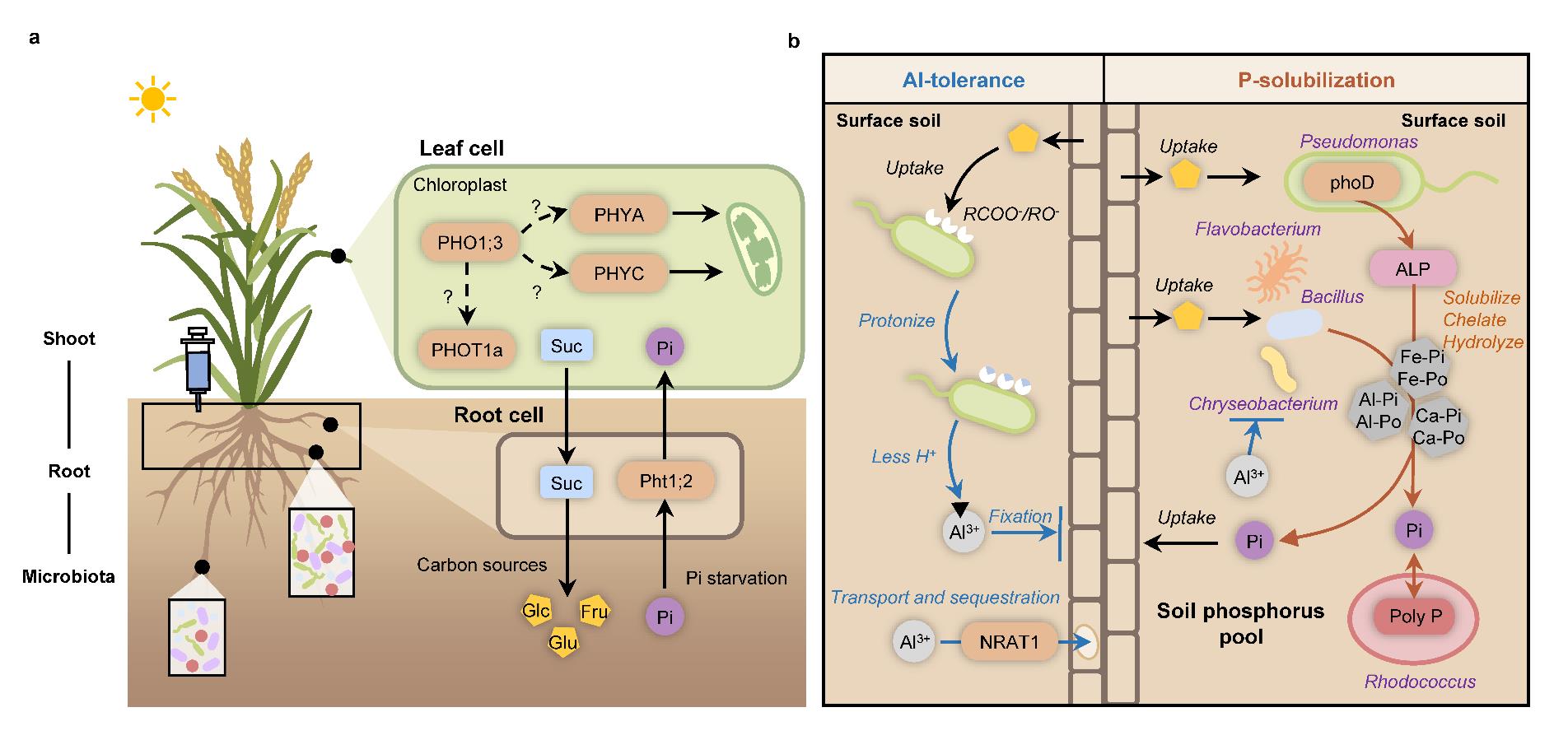 Scientists Unlock Potential of Aluminum-resistant Bacteria to Boost Rice Growth in Acidic Soils