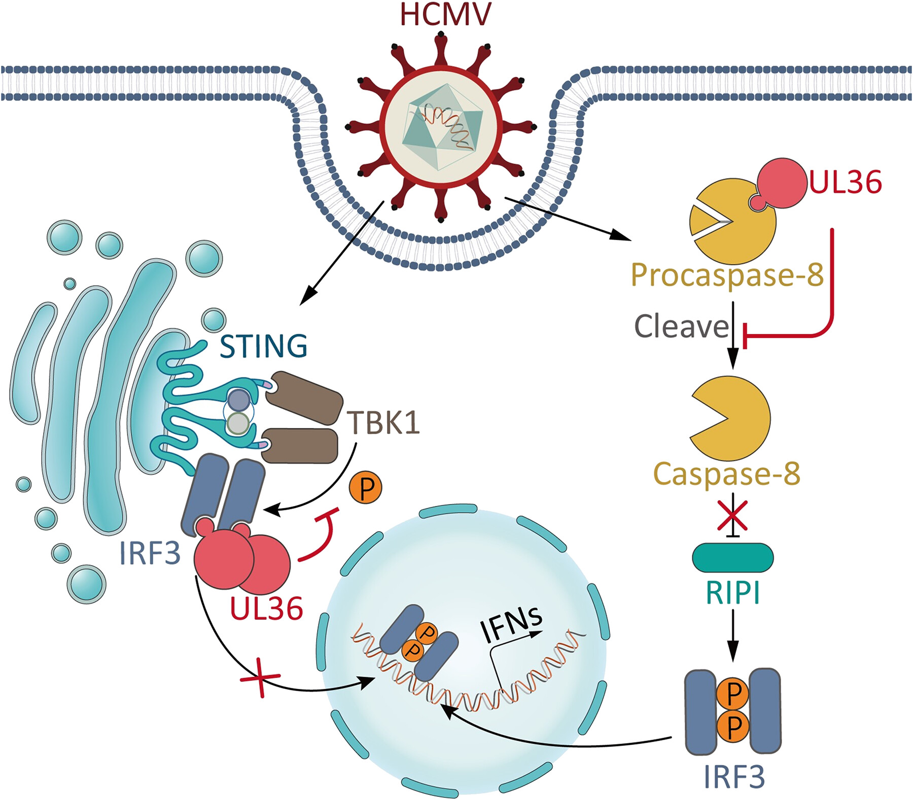 Cytomegalovirus Encodes Protein to Achieve Balance between Anti-apoptosis and Immune Evasion
