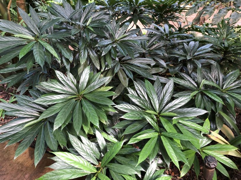 Prezygotic Isolation between Sympatric Dioecious Figs May Not Yet Be Established