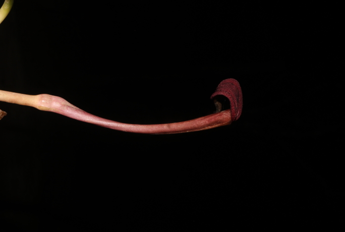 New Water Trumpet Species Found in Philippines