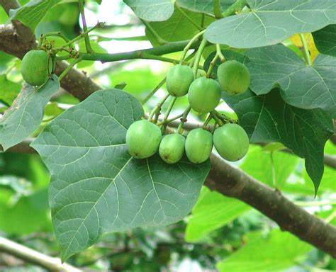 <i>JcSEUSS1</i> Plays Negative Role in Regulating Reproductive Growth of <i>Jatropha curcas</i>
