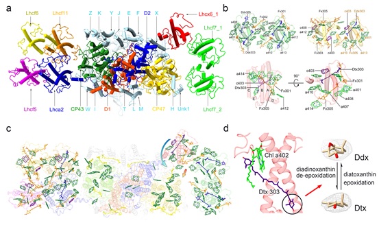 Structure of Photosystem Supercomplex from Diatom Reveals Its Energy Transfer and Possible Photoprotective Pathways