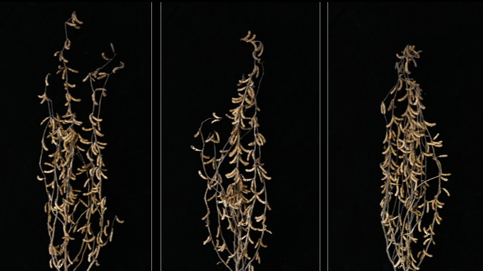 Novel Soybean Regulator Affects Seed Weight and Size