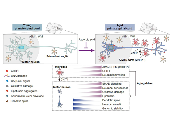 Scientists Discover Hidden Barriers and Signs of Damage in Aging Spinal Cord of Primates