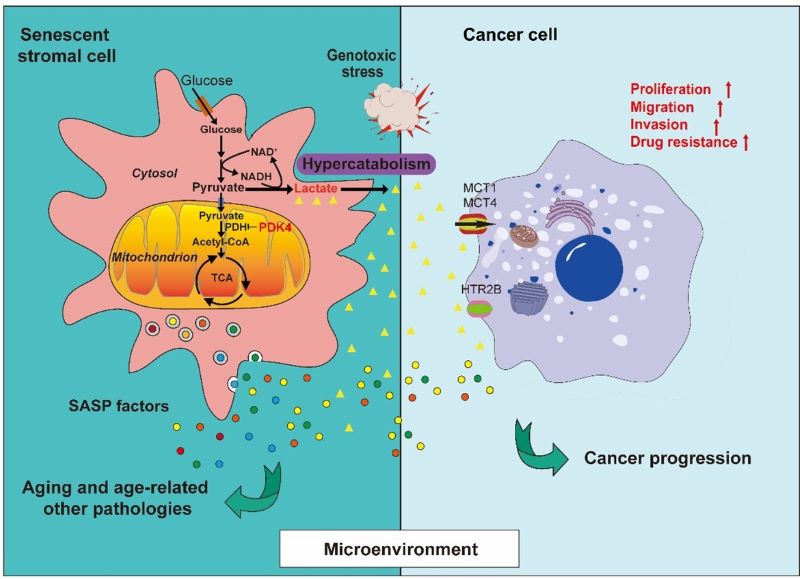 Lactate: Ugly Duckling from Senescent Cells? Chinese Researchers Find Clue
