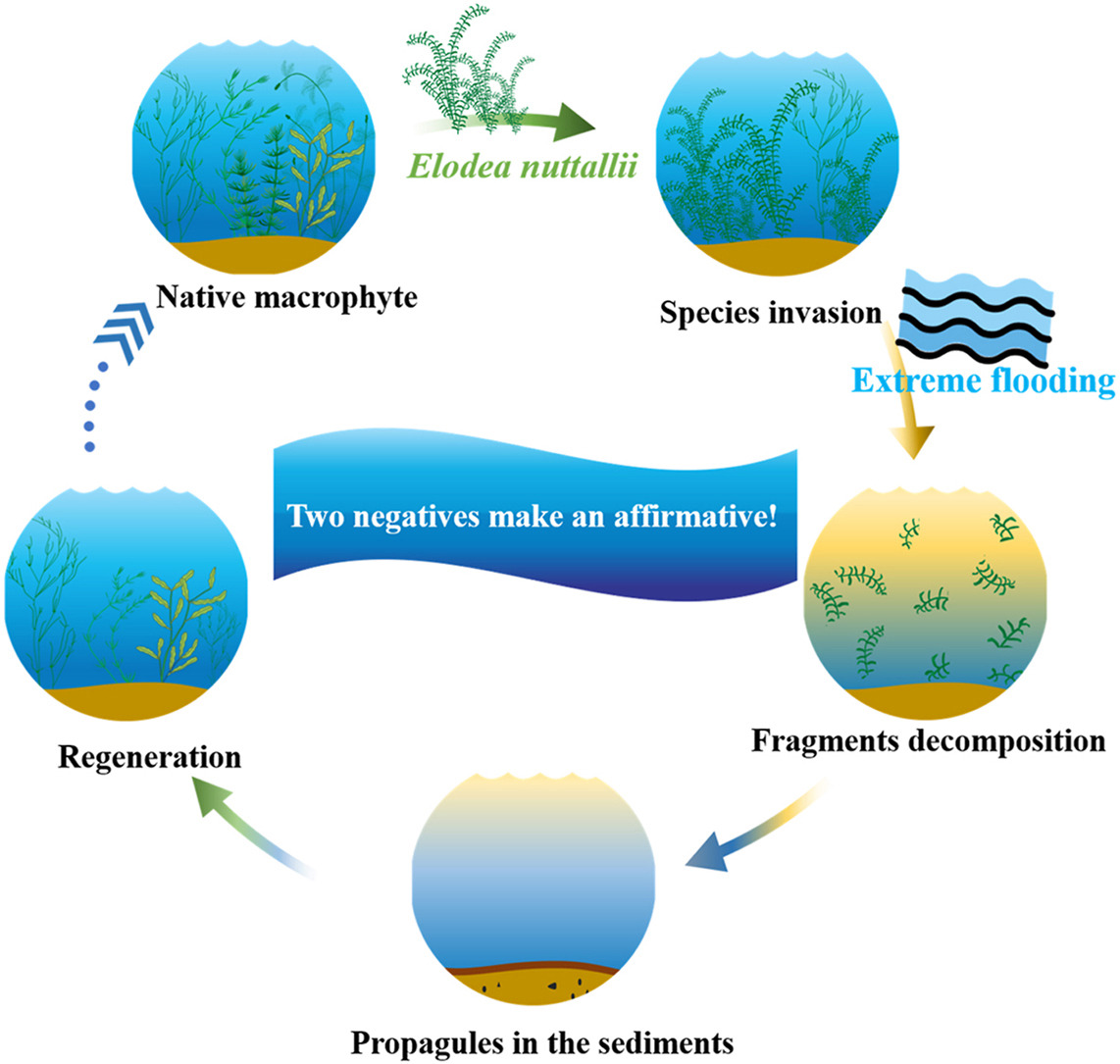 Two Negatives Make an Affirmative: Extreme Flooding and Invasive Species Promote Native Submerged Macrophytes