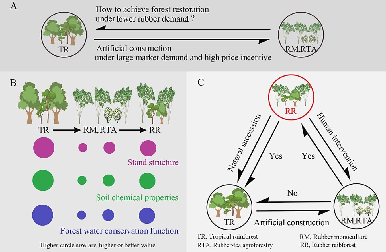 Rubber Rainforest Appears as Transitional Stage in Restoration of Tropical Rainforest from Rubber Plantations