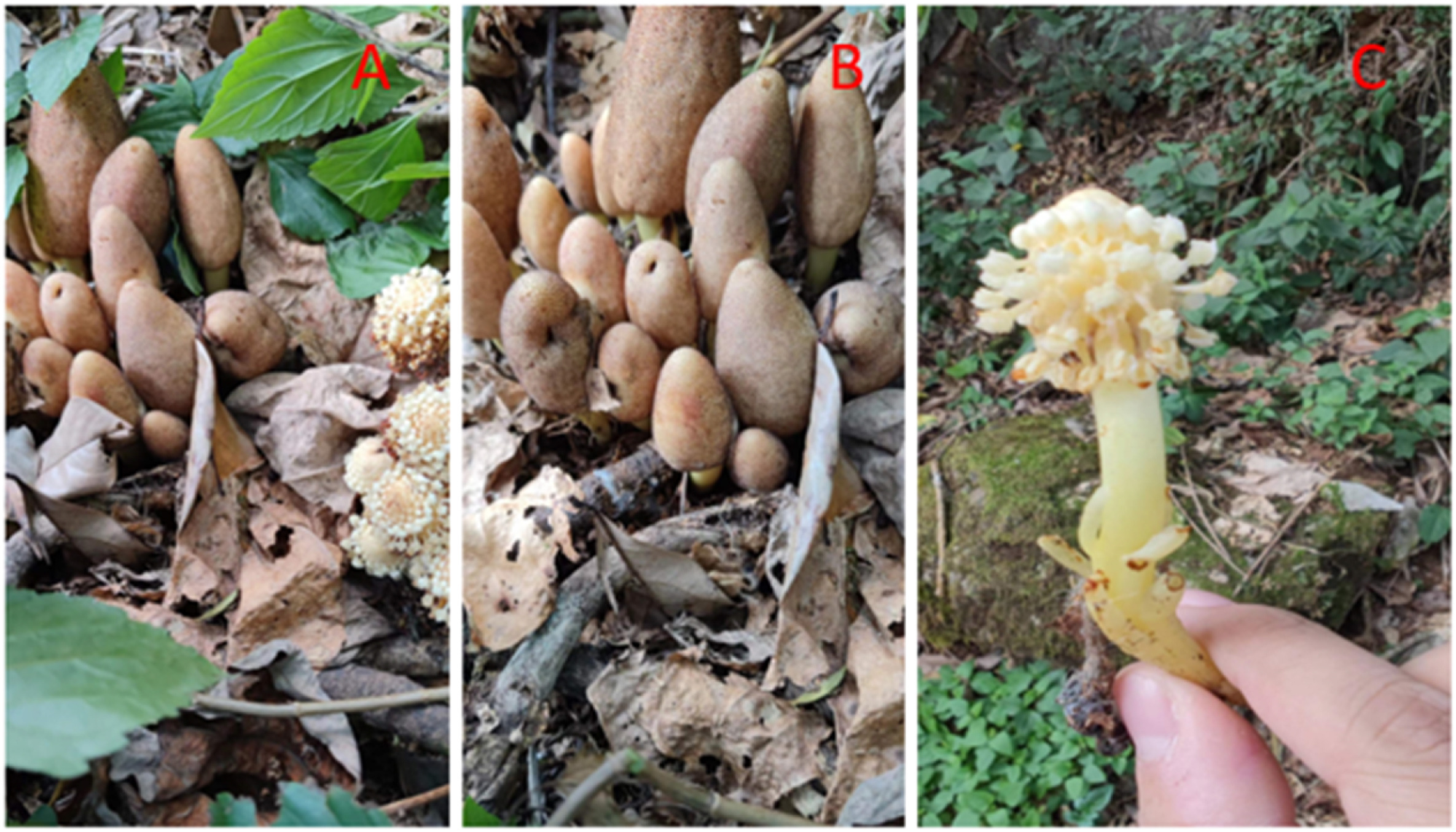 Researchers Review Traditional Medicinal Uses, Phytochemistry and Pharmacological Effects of Genus <EM>Balanophora</EM>