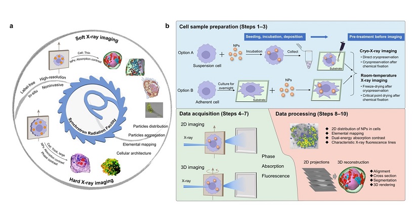 Researchers Develop Protocol of Visualizing Nanomedicines and Subcellular Structures in Intact Single Cells with In Situ Label-free Synchrotron Radiation Imaging