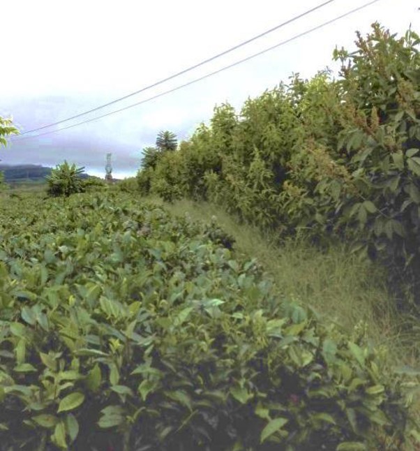 <em>Flemingia macrophylla</em> Is Suitable Trap Crop for Tea Aphid Control in Tea Plantations