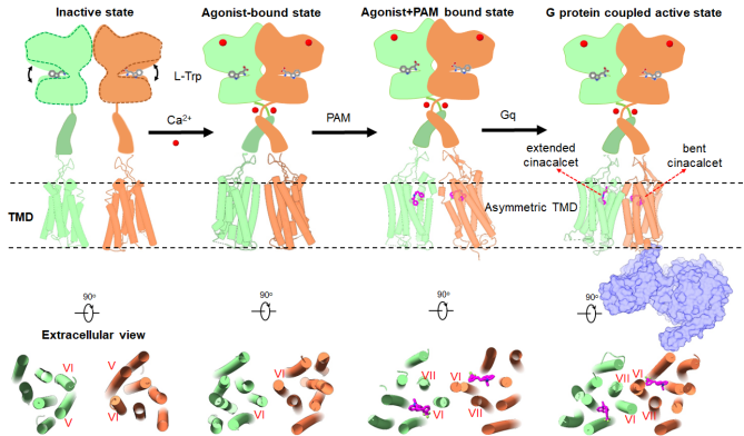 USTC Reveals Molecular Mechanism of Asymmetric Activation of the Calcium-sensitive Receptors