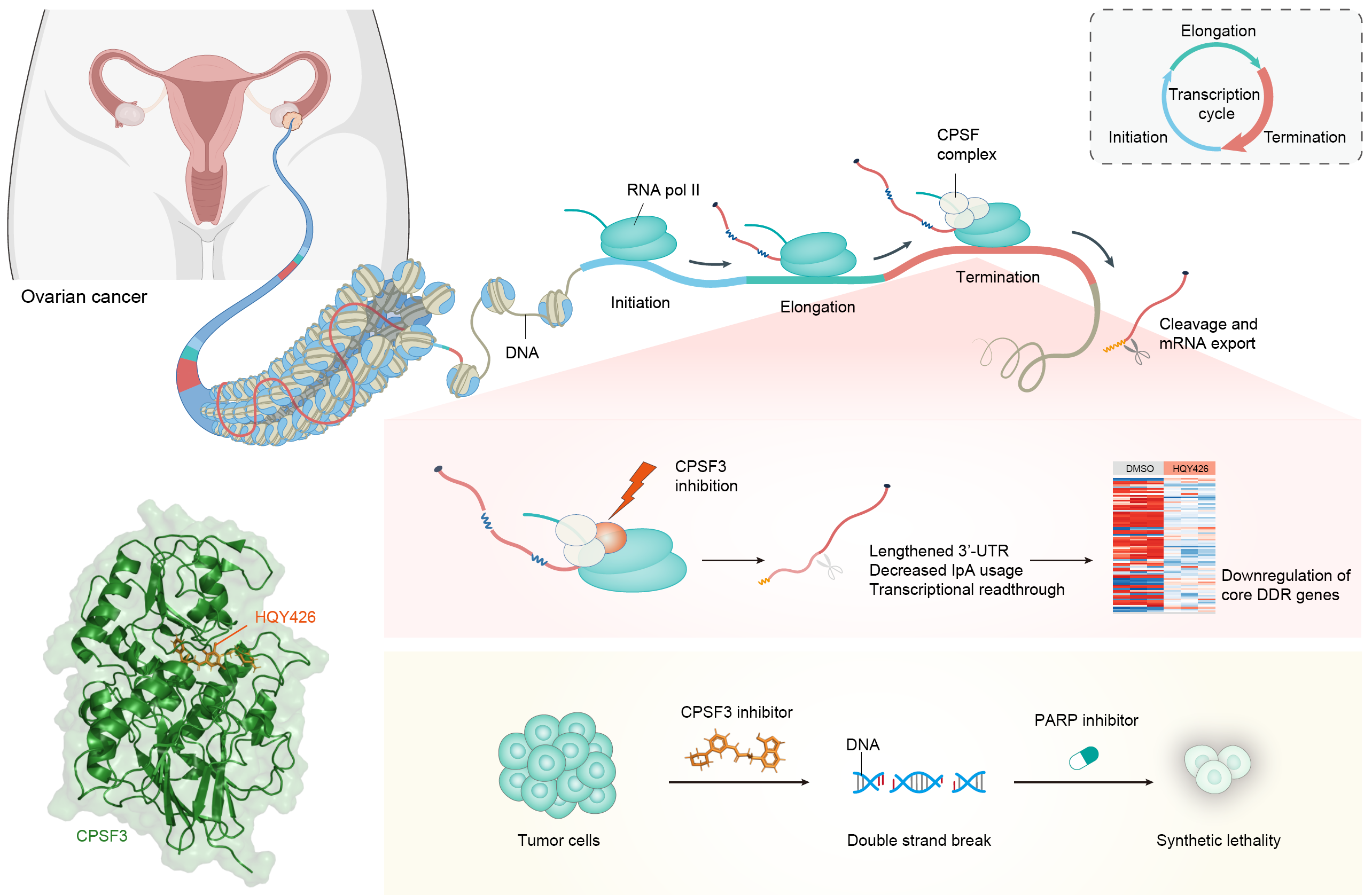 Scientists Discover Potent and Selective Inhibitors for Ovarian Cancer Treatment