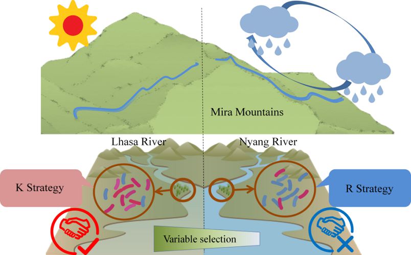 Climate Shapes Life-history Traits of Abundant Bacteria in Qinghai-Tibet Plateau