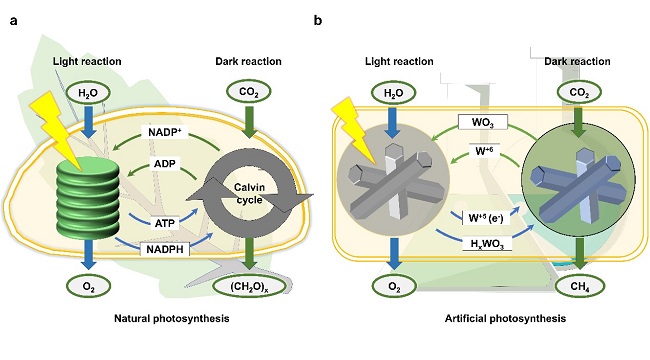 All-weather Solar-powered CO<sub>2</sub> Utilization Achieved by Mimicking Natural Photosynthesis