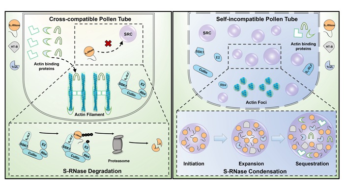 Chinese Scientists Reveal Novel Mechanism of Angiosperm Self-incompatibility