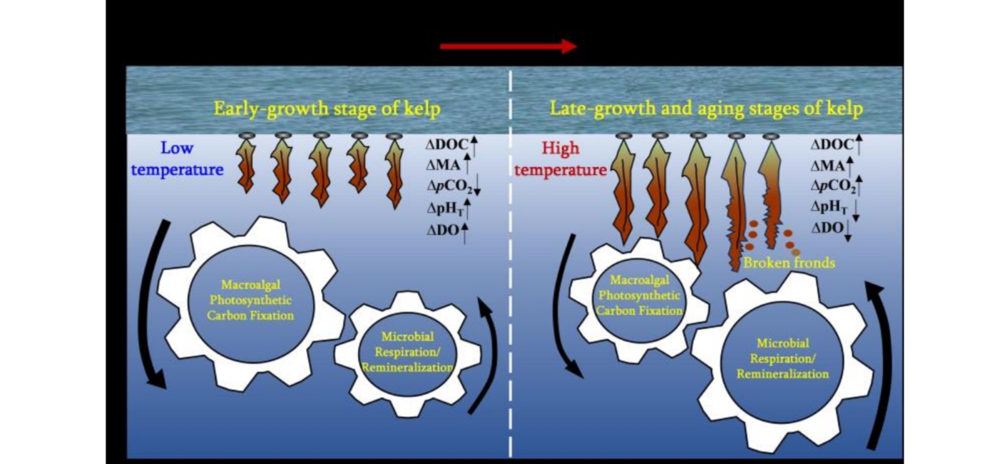 Study Reveals CO<sub>2</sub> Sink/Source and Environmental effects of Seaweed Farming Under Synergistic Influence of Macroalgae and Microorganisms