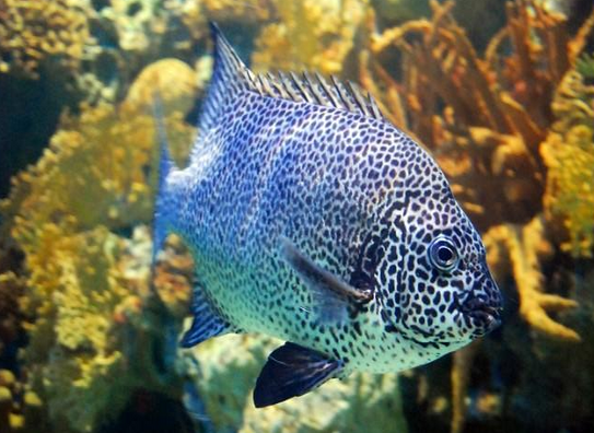 Study Sheds New Light on Regulation of Sex Differentiation in Spotted Knifejaw