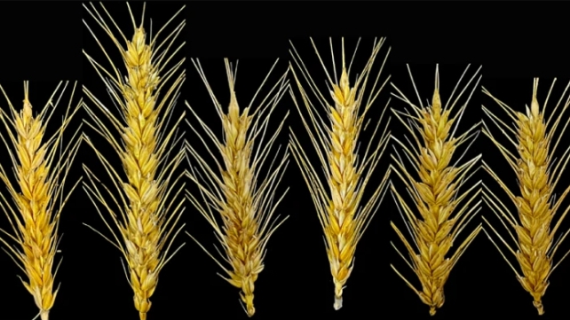 Evolution of Transposable Element-initiated Enhancer-like Elements Generates Subgenome-biased Spike Specificity in Common Wheat