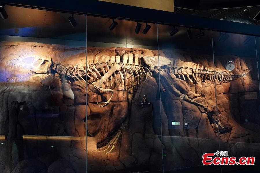 Asia's Largest Natural History Museum Opens to Public