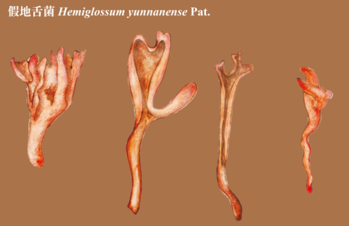 Macrofungi of Yunnan Details Released, 1,341 Species Recorded