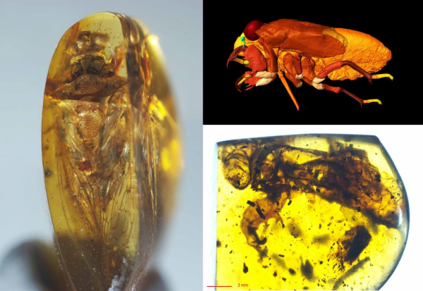 Ancient Cicadas Were Quieter Insects