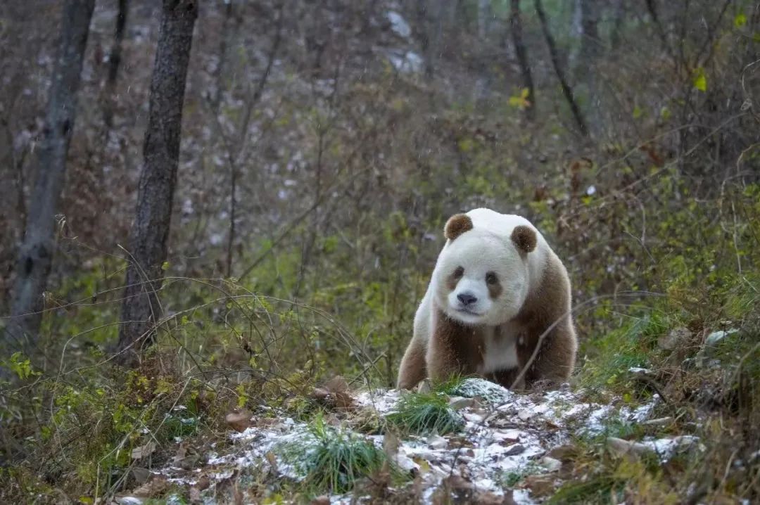 Scientists Find Genetic Basis Making Some Pandas Brown