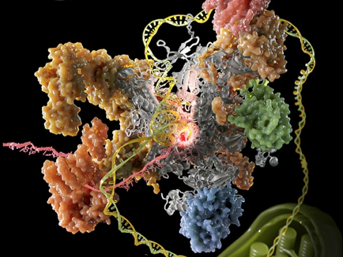 Chinese Researchers Solve Puzzle of Chloroplast RNA Polymerase Structure