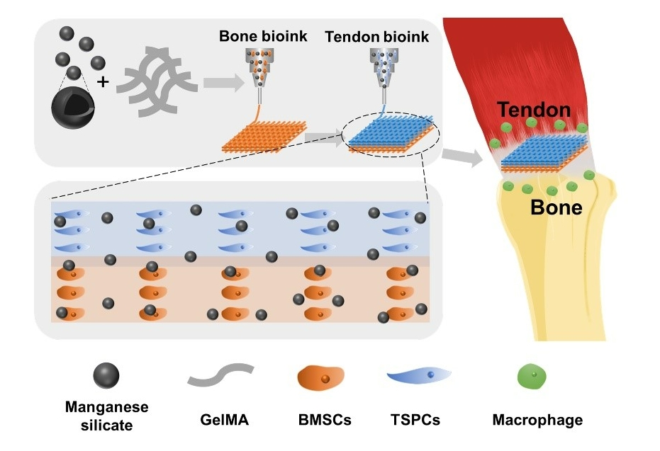 Chinese Scientists Develop New Treatment for Tendon-bone Injuries