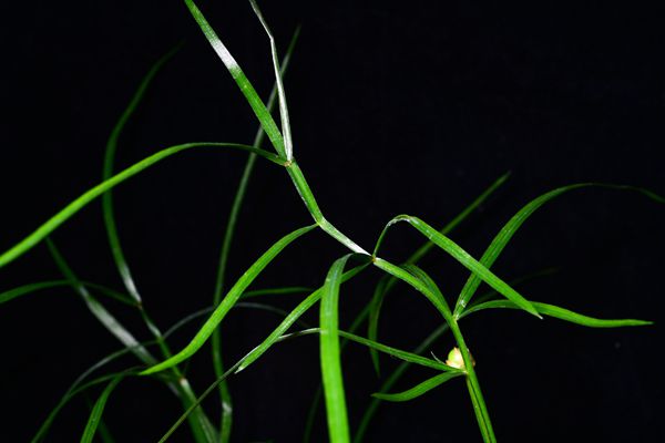 New Plant Species Discovered in China's Hubei