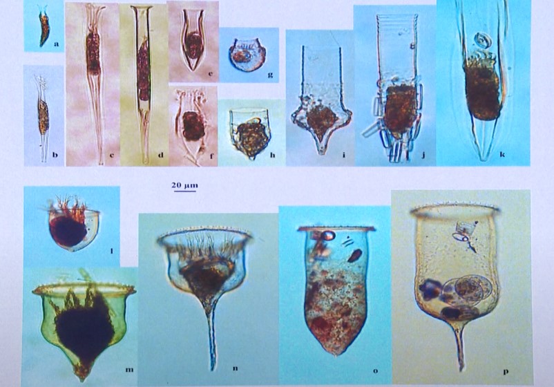 Newly-returned Antarctic Samples Reveal Secrets of Microscopic Ocean