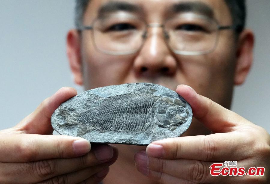 Chinese Researchers Discover New Species of Perleidid Fish