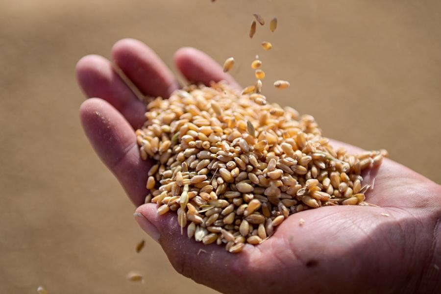 Chinese Researchers Find New Gene Enhancing Wheat Yields in Saline Soils