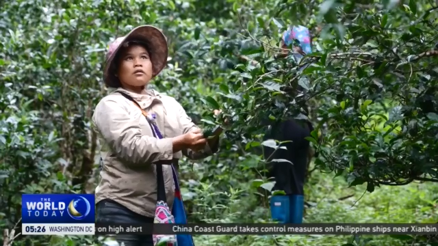 High-Quality Development: Conservation Efforts in China's Yunnan Promote Biodiversity with Economic Benefits