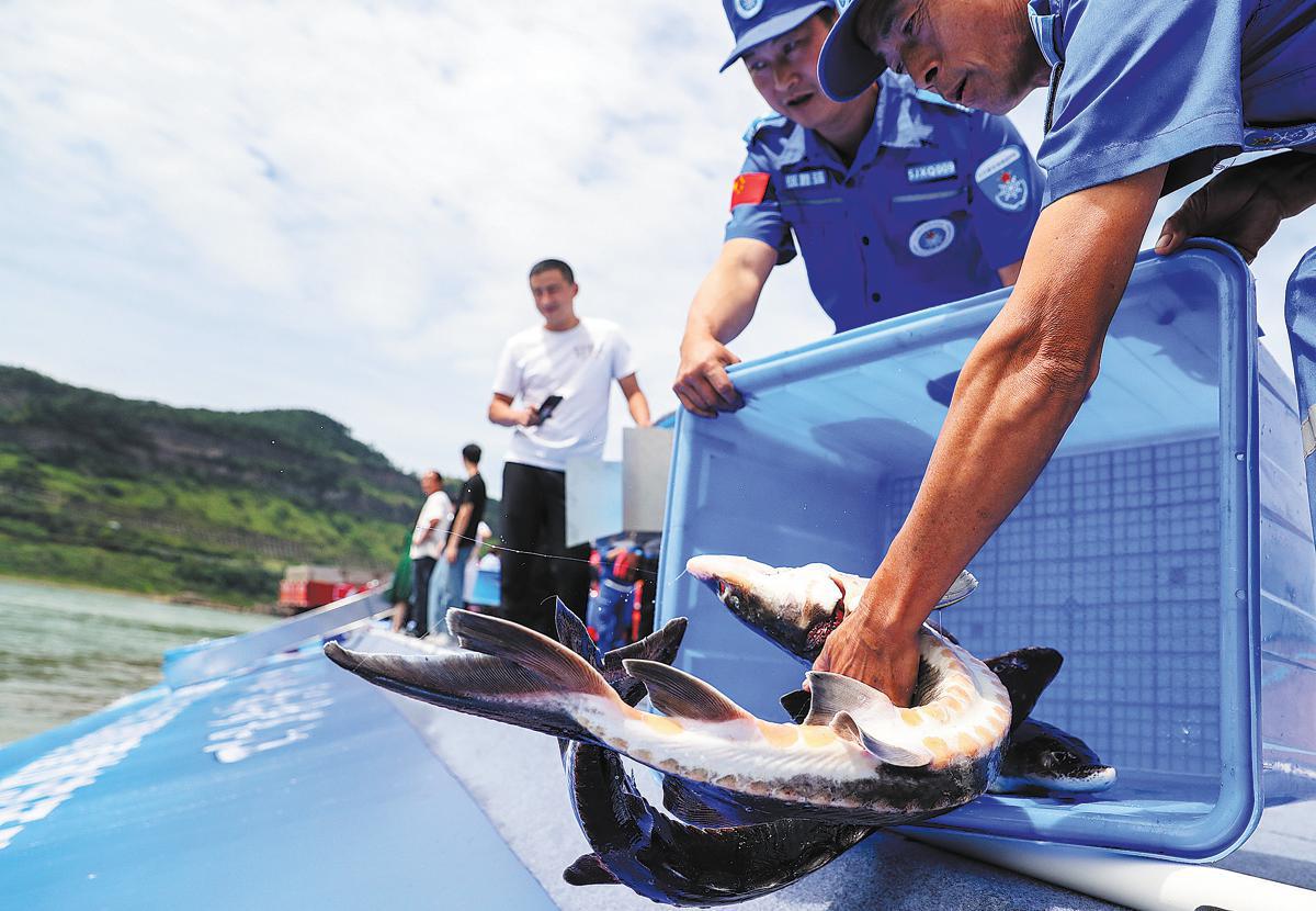 Researcher Calls for Release of More Artificially Bred Species