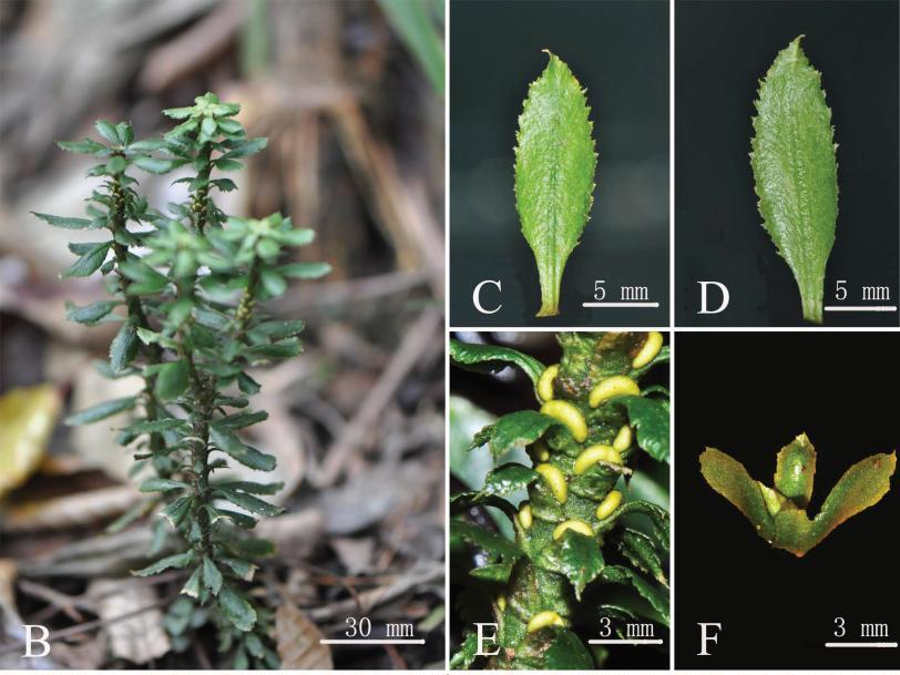 New Firmoss Species Discovered in SW China with Potentials to Treat Alzheimer
