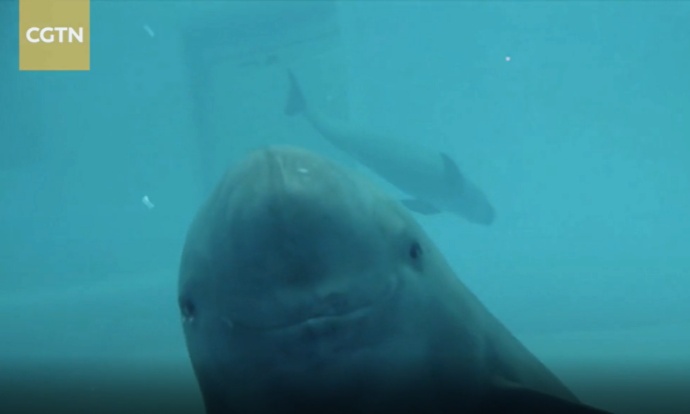 How President Xi Jinping's Vision Helps Yangtze Finless Porpoises