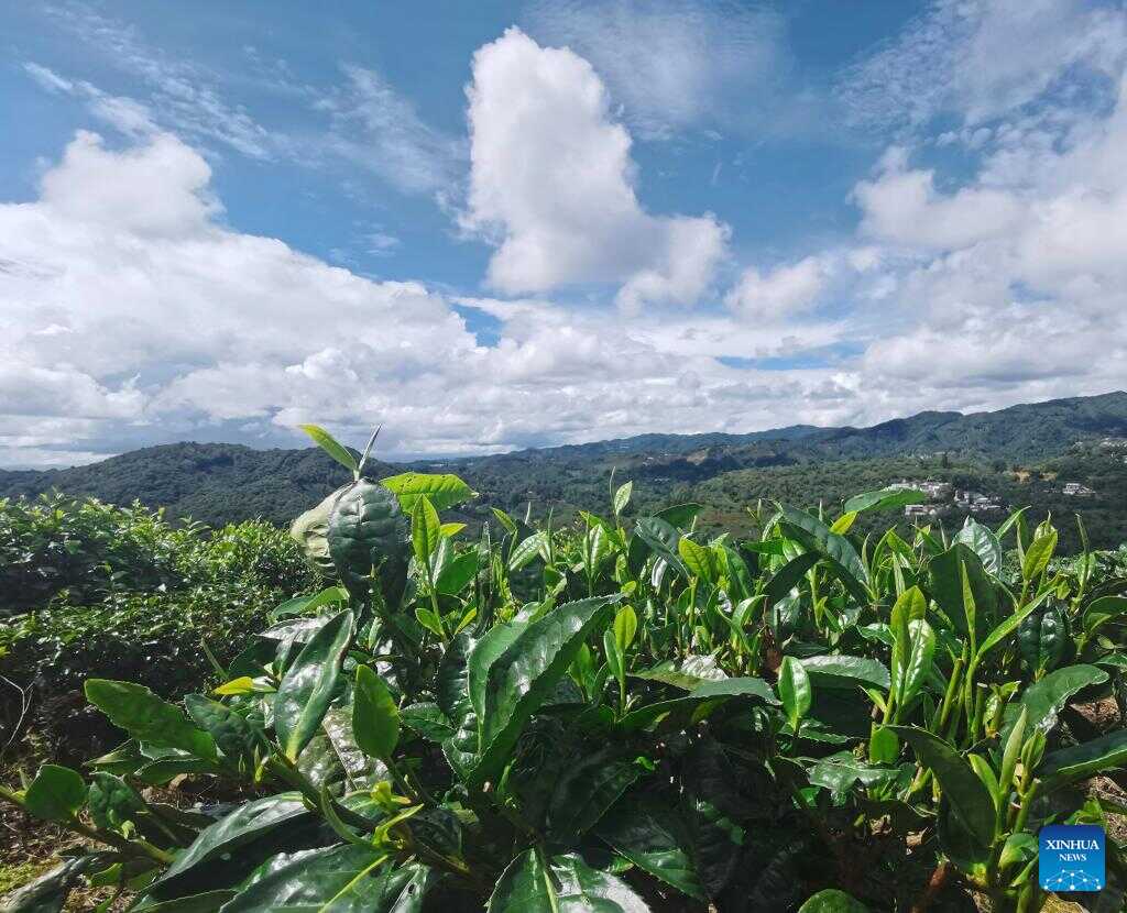 Chinese, British Scientists Help Tea Farmers Tackle Climate Change