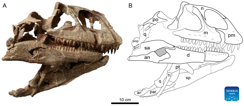 New Genus of Sauropodomorph Dinosaur Identified in China's Yunnan