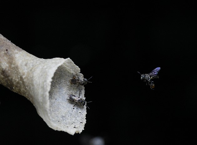 Scientists Discover New Mitogenome Structures in Meliponini