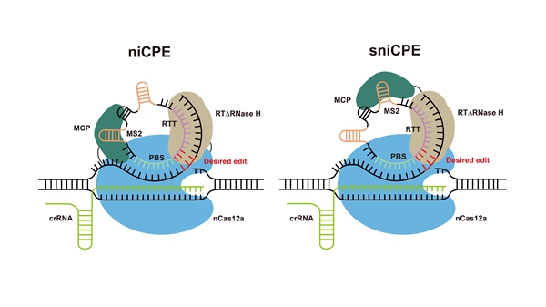 Researchers Develop Prime Editors Using Cas12a and Circular RNAs in Human Cells