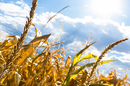 Weakening Subtropical Circulation under Greenhouse Warming