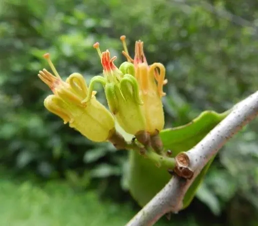 How Do Host Plants Influence Mistletoe's Leaf Herbivore?