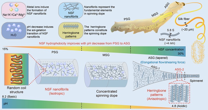 Researchers Reveal Spinning Mechanism of Silkworm