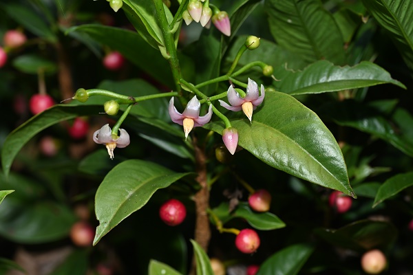 New <em>Ardisia</em> Species Found in Yunnan